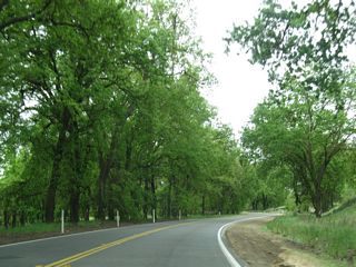 With spring in the air, California 59 proceeds south through a grove of trees just after the intersection with Snelling Road.