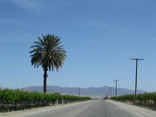A lonely palm tree rises above a vineyard east of Mecca.