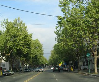 View of tree-lined California 61 as it heads south along Central Avenue.