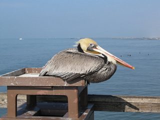Oceanside Pier