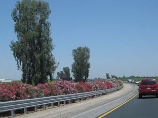 Oleander brings colorful pinks and reds to the median strip. A eucalyptus tree, imported from Australia, towers above the freeway.