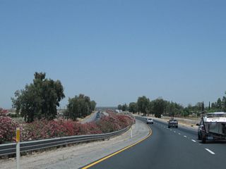Colorful oleander along California 99.