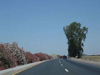 Colorful oleander blossoms in the late spring/early summer along California 99 between Avenue 120 and California 190. Oleander becomes dormant in late fall into winter.