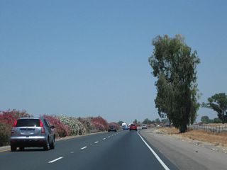 More colorful oleander lines the median of the freeway, while a eucalyptus tree or two dominates the view on the east side of the freeway.