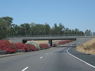 Colorful oleander lines California 99 as the freeway dives below Betty Drive in Goshen.
