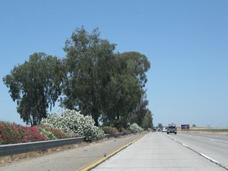 Between Goshen and Traver, California 99 carries three northbound lanes. Oleander and eucalyptus trees are the primary landscaping feature on the freeway, while farms and ranches dot the landscape beyond the freeway corridor.