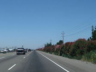Colorful yet poisonous oleander lines the east side of the California 99 freeway between Jack Tone Road and Austin Road.