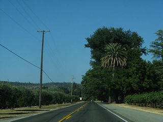 Orchards and vineyards line both sides of California 128 in Napa Valley.