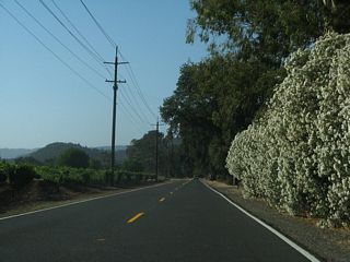 A bank of oleander lines the right side of eastbound California 128 across from another vineyard.