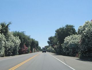 Oleanders line both sides of California 132 as the state highway approaches a signalized intersection with Carpenter Road. Upon crossing Carpenter Road, California 132 enters the city of Modesto, the city of "Water, Wealth, Contentment, Health." Modesto is the seat of Stanislaus County and had a 2000 census population of 188,856. Current estimates place the population figure above 200,000 as of 2005. This city is also the hometown of director George Lucas, who wrote theStar Warsmovies and also directed a movie (American Graffiti) that was set in Modesto.