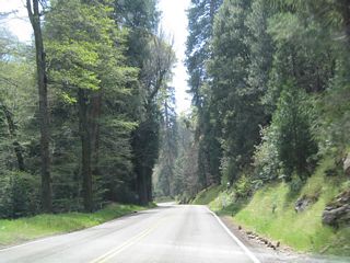View of the Enchanted Forest along eastbound. This area was largely spared from the Old Fire of October 2003.
