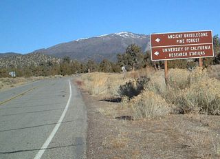 This turnoff connects California 168 with the Bristlecone Pine Forest.