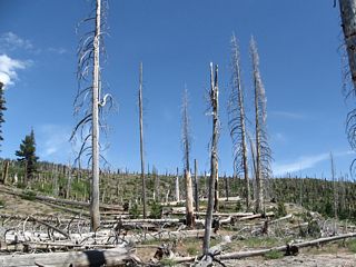 A fire burned significant portions of the valley at Devils Postpile National Monument in 1992, the year before rains drenched the area in the wet Winter of 1992-1993.