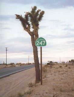 This California 247 shield posted next to a Joshua Tree, a plant common to this area of the Mohave Desert. Joshua Tree National Park, is located southeast of the location of this sign.