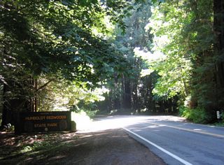Humboldt Redwoods State Park includes 17,000 acres of old growth redwoods (such as the Rockefeller Forest, which is the largest such old growth stand left in the world). Humboldt Redwoods State Park features a large and very informative visitors center (use this exit) and includes hiking, camping, and other outdoor activities. The third largest state park in California, the park contains about 53,000 acres total, including the old growth redwood forests as well as the Bull Creek watershed.
