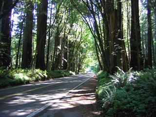 Redwoods line both sides of California 254 (Avenue of the Giants) as the old alignment of U.S. 101 travels south through the state park.