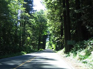 An Avenue of the Giants reassurance marker is posted after the Immortal Tree entrance and Holmes Flat Road turn off.