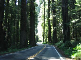 After the off-ramp from U.S. 101 Exit 667A connects with California 254, the Avenue of the Giants reenters the state park. Redwoods line both sides of the highway.