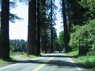 The sheer scale of redwood trees compared to people and cars can be seen in this photo along southbound.