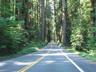 Shortly thereafter, this view of the Avenue of the Giants is afforded along southbound California 254.