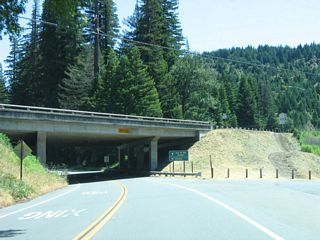 Southbound California 254 (Avenue of the Giants) passes under U.S. 101 and approaches the ramp to U.S. 101 north.