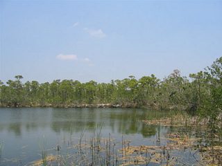 The Blue Hole is the result of a rock quarry created in the construction of the Florida East Coast Railroad. The pit was deep enough and far enough from the adjacent waters, that rainfall eventually filled it with fresh water. The Blue Hole is open to visitors as part of the National Key Deer Refuge, and an interpretive kiosk and walking trails are available on site.