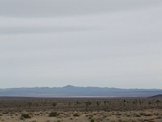 Joshua trees in the Lida Valley. Slate Ridge lines the southern horizon.