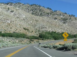 Nevada 207 (Kingsbury Grade) soon enters the Humboldt-Toiyabe National Forest, and deer and other animals may be found along the roadway, especially at dawn and dusk.