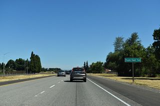 I-5 is part of the Purple Heart Trail network of roads at Albany. Large trees with dark spreading canopies on either side of the freeway are Oregon white oaks, the only native oak species in the northern half of the state.