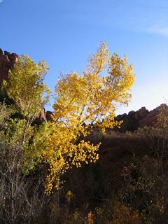 Even this late into fall, several trees still retained their leaves, but this was mostly due to the lower elevation here. By comparison, trees along Utah 14 on top of the Markagunt Plateau had largely lost their leaves.