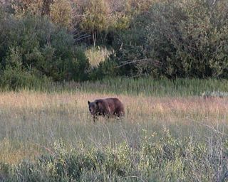 Wildlife predators may be found throughout the national park system in Northwestern Wyoming. Here, a black bear forages for food along the Snake River near Moran Junction.