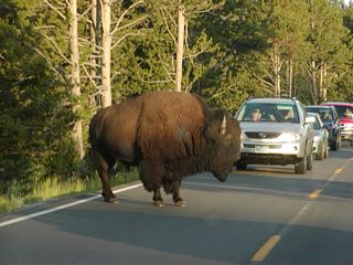 Bison and other animals commonly cross the road and stop traffic within Yellowstone National Park.