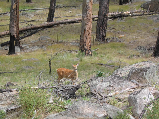 Devils Tower wildlife