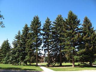 The University of Wyoming's centerpiece is picturesque Prexy's Pasture. The quad is surrounded by trees, art, and buildings.