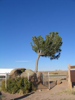 Located at a left exit along Interstate 80/U.S. 30 near Milepost 333 (between the Buford interchange and the Vedauwoo Road/Ames Monument interchange) is the "Tree Rock." A limber pine tree grows here from a crack in the large granite boulder. One of the legends of the railroad construction was that the railroad was aligned specifically to pass by the Tree Rock, so that railroad engineers could throw buckets of water onto the tree to facilitate its growth. The railroad passed Tree Rock between 1869 and 1901; it was realigned away from the tree. The age of the tree and rock could date many years; the rock is from the Precambrian Era and might be over a billion years old. The limber pine can be up to 2,000 years old, although this specimen is probably younger.